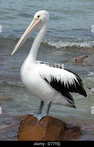 Australian Pelican, Emu Bay, Kangaroo Island, South Australia Stock Photo
