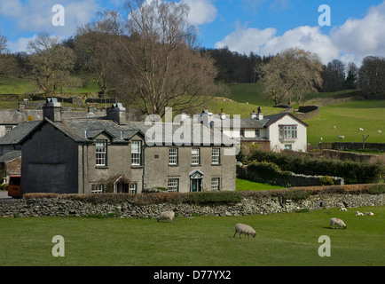 Sheep grazing in fields around the village of Near Sawrey, Lake District National Park, Cumbria, England UK Stock Photo