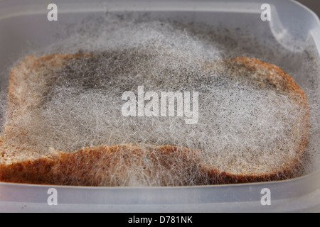 https://l450v.alamy.com/450v/d781nk/black-bread-mould-rhizopus-stolonifer-d781nk.jpg