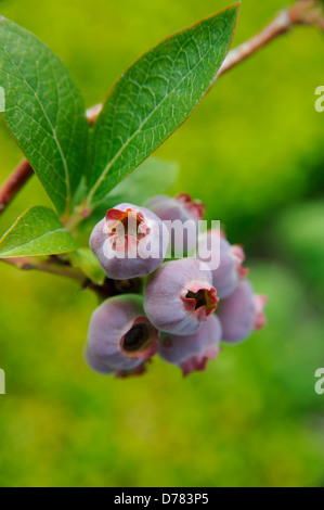 Ripening purple berries of Blueberry, Vaccinium corymbosum. Stock Photo