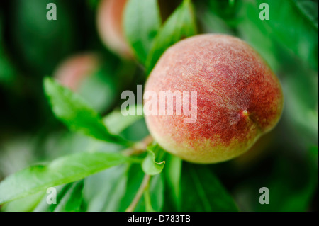 Peach, Prunus persica growing from tree. Stock Photo