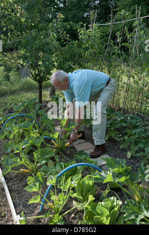 Man bending to pick yellow courgette from plant growing in vegetable bed. Stock Photo