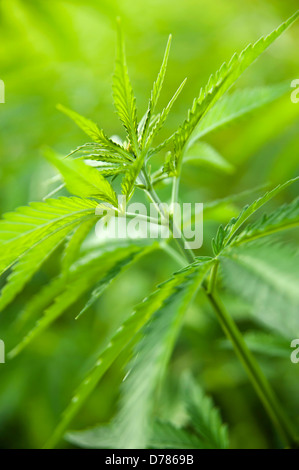 Hemp plant, Cannabis sativa growing as crop. Stock Photo