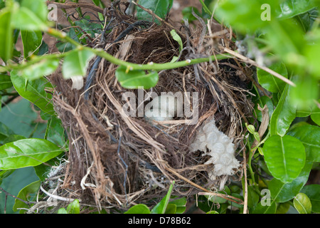 Bird's nest with eggs in a tree Stock Photo