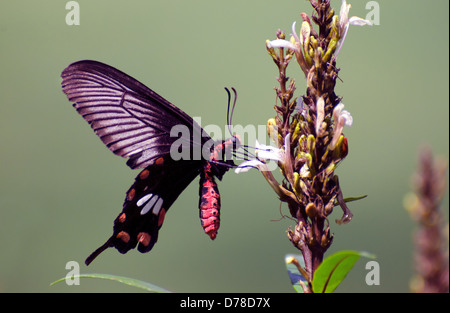 common rose,pachliopta aristolochiae,butterfly,madhya pradesh,india Stock Photo