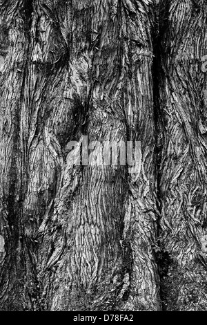 Metasequoia glyptostroboides. Dawn Redwood tree bark. Monochrome Stock Photo