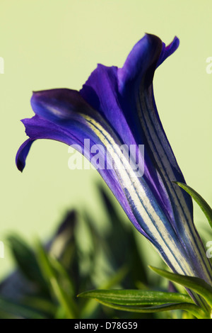 Single, funnel shaped flower of Gentiana sino-ornata Shot Silk of rich blue colour striped with white. Stock Photo