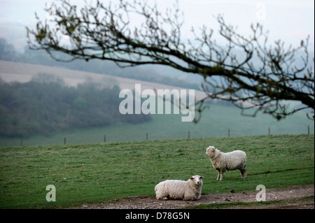 Sheep near Chanctonbury Ring on the South Downs in Sussex UK Stock Photo