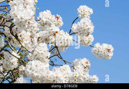 White blossom on a tree in Spring with blue sky in the background. Stock Photo