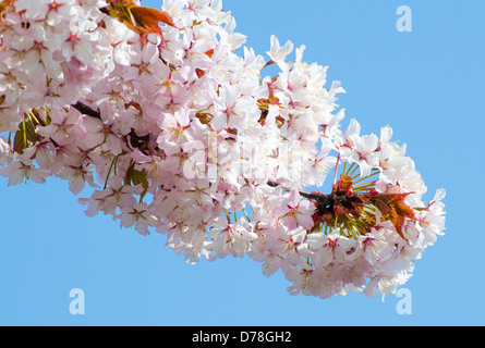 Pink blossom on a tree in Spring with blue sky in the background. Stock Photo
