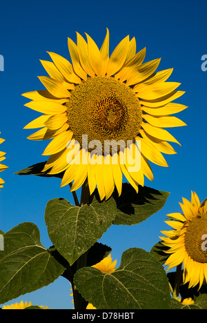 France, Provence Cote d'Azur, Yellow sunflowers against clear blue sky in a field near the village of Rognes. Stock Photo
