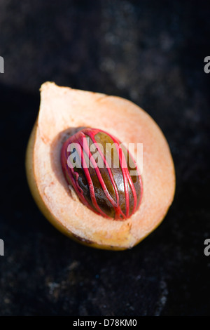 West Indies, Windward Islands, Grenada, Nutmeg fruit showing red mace around the nutmeg nut. Stock Photo