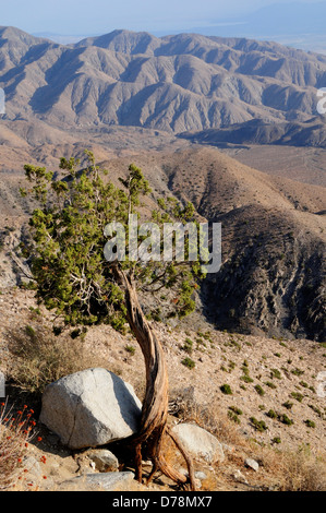 USA, California, Joshua Tree National Park, Twisted tree and mountain scenery from Keys View. Stock Photo