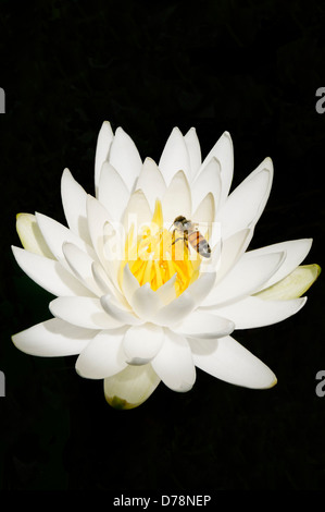 USA, Georgia, Savannah, Bee on yellow centre of Water lily, Nymphaea alba, encircled by white petals. Stock Photo
