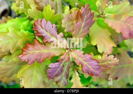 Fresh oak foliage in Spring Stock Photo