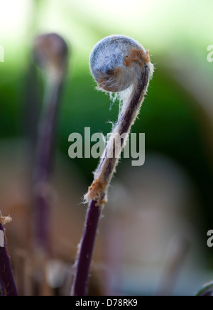 Unfurling frond or leaf of Osmunda regalis Royal Fern or Flowering Fern covered in soft, greyish white downy hairs in  Spring. Stock Photo