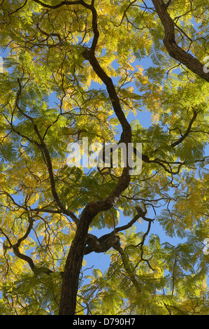 Australia, Looking up through tree canopy of branches and feathery leaves towards blue sky. Stock Photo