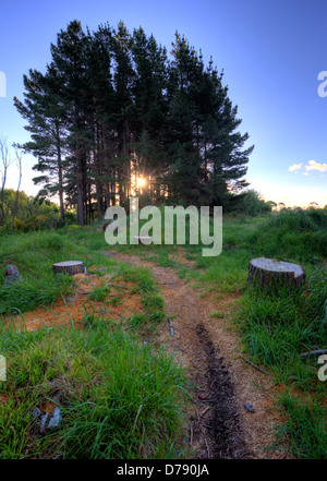 Sun hiding behind the trees at the countryside area during evening Stock Photo