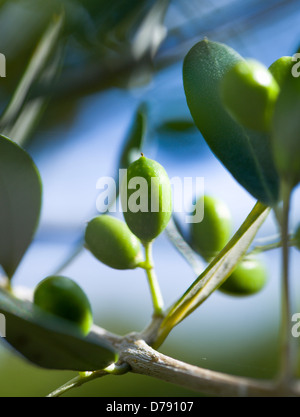 Olive, Olea europea,Olea europaea, Young, green olives growing on an olive tree. Stock Photo