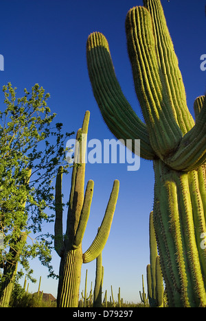 USA, Arizona, Saguaro National Park, Carnegiea gigantea, Giant Saguaro cacti with ribbed branches against blue sky. Stock Photo