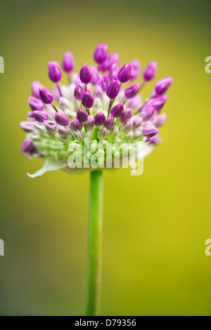 Emerging umbellifer flower head of Allium Hollandicum Purple Sensation. Mix of purple, and tightly clustered green, buds. Stock Photo