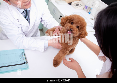 Woman with pet dog in veterinarian's office Stock Photo