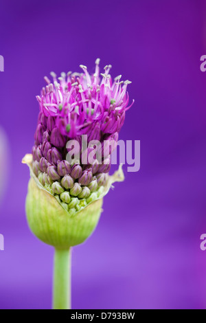 Umbellifer flower head of Allium Hollandicum Purple Sensation emerging from protective green bracts in tight cluster of buds Stock Photo