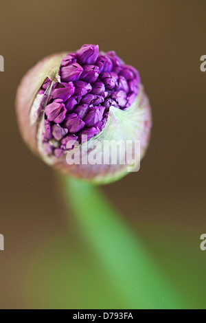 Umbellifer flower head of Allium Hollandicum Purple Sensation emerging from protective green bracts in tightly clustered sphere Stock Photo