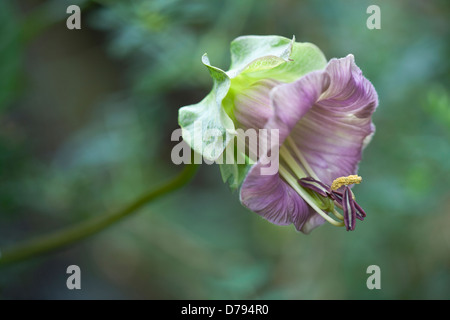 Single, bell shaped flower of Cobaea scandens Purple with protruding stamen. Stock Photo
