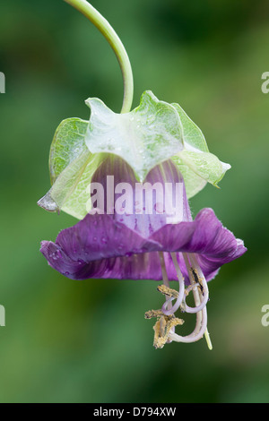 Single, bell shaped flower of Cobaea scandens Purple with protruding stamen. Water droplets on flower petals and bract. Stock Photo