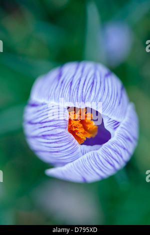 Crocus vernus. View from above into opening Crocus with bright orange stamen encircled by blue, veined petals. Stock Photo