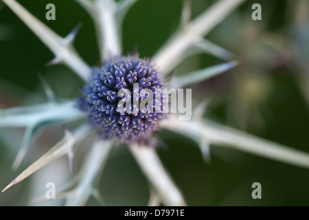 Sea holly, Eryngium variifolium. Spheical head of small, blue flowers surrounded by narrow, spiny, silver bracts. Stock Photo