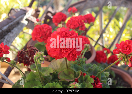 Red geraniums on an old cart Stock Photo