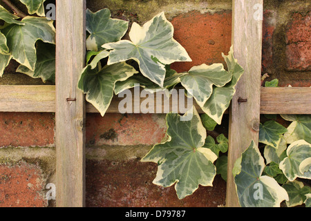 Ivy on wall Stock Photo