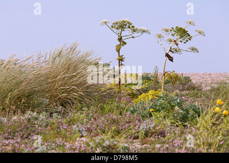 Giant hogweed, Heracleum mantegazzianum. Two plants with branched stems and umbellifer flower heads standing against blue sky. Stock Photo