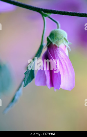 Tree mallow, Lavatera x clementii Rosea. Single flower with furled petals prior to opening. Stock Photo