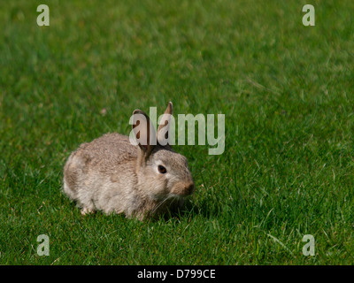 Wild Rabbit Britain Wild Rabbit Oryctolagus cunniculus on the Great Ormes head in North ...