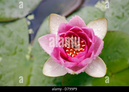 Nymphaea Attraction. Water lily with pink petals scattered with water droplets and background of lily pads. Stock Photo