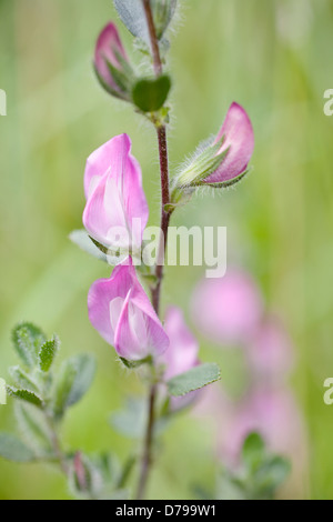 Ononis arvensis, single stem of pea-like flowers. Stock Photo