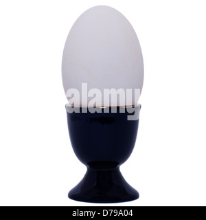 A Goose egg in an egg cup on a white background Stock Photo