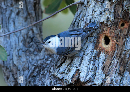 White-breasted Nuthatch (Sitta carolinensis) Stock Photo