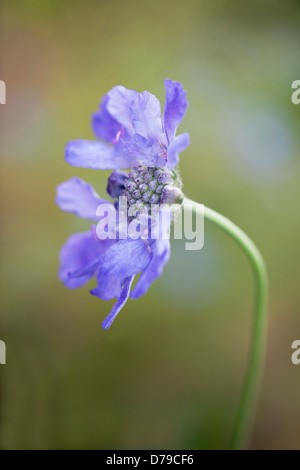 Single flower of Scabiosa columbaria Butterfly blue with delicate pale blue petals surrounding pincushion-like centre. Stock Photo