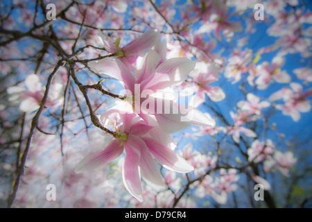 Flowers On Magnolia Tree In Sunshine Stock Photo