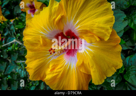 Large Tropical Yellow Hibiscus Flower Stock Photo