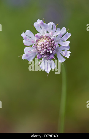 Pincushion-like flowerhead of Scabiosa columbaria. Stock Photo