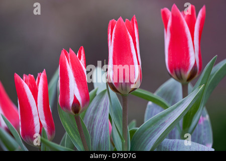 Four flowers of Dwarf tulip, Tulipa Pinocchio with scarlet and white petals. Stock Photo