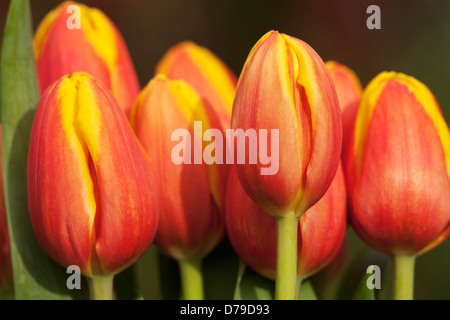 Tulip Kees Nelis Triumph. Grouping of several orange flowers. Stock Photo