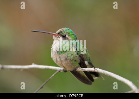 Costa's Hummingbird female (Calypte costae)