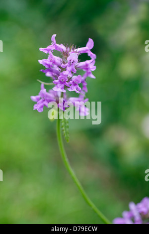 Betony, Stachys officinalis. Spike of small, tubular, purple - blue flowers. Stock Photo