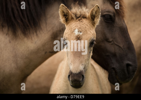 konik foal with mom in Oostvaardersplassen, Netherlands Stock Photo
